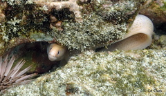 Gymnothorax melatremus