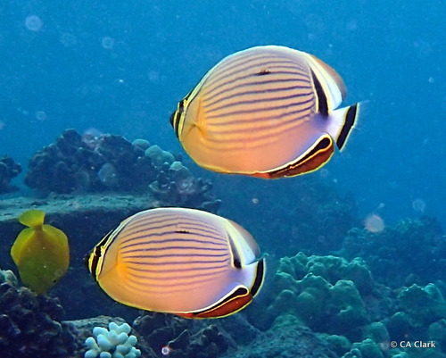 Redfin Butterflyfish, photo 6 of 7
