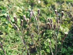 Symphyotrichum subulatum squamatum