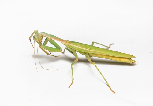 Mediterranean Mantis