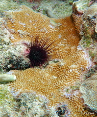 Montipora capitata