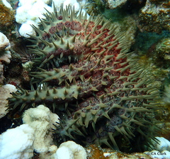 Acanthaster