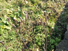 Symphyotrichum subulatum squamatum