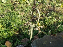 Symphyotrichum subulatum squamatum