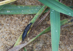 Philonthus marginatus