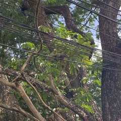 Callosciurus caniceps