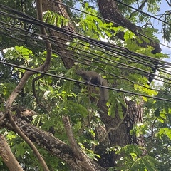 Callosciurus caniceps