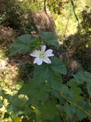 Malva weinmanniana