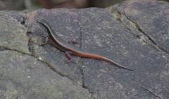 Sphenomorphus dussumieri