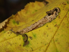 Phyllonorycter nicellii
