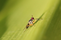 Anaphalantus longicornis