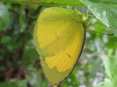 Eurema
