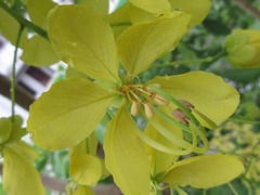 Cassia fistula