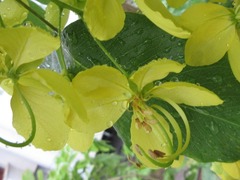 Cassia fistula
