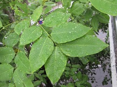 Cassia fistula