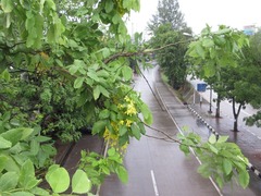 Cassia fistula