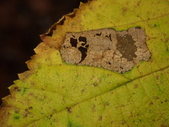 Phyllonorycter nicellii
