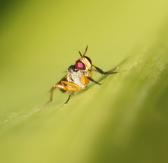 Anaphalantus longicornis