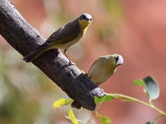 Ptilotula keartlandi
