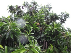Magnoliopsida