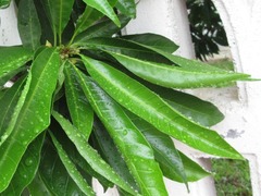 Magnoliopsida