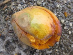 Magnoliopsida