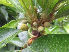 Magnoliopsida