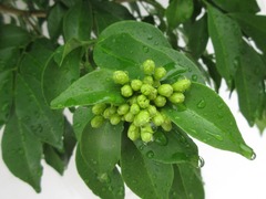 Angiospermae