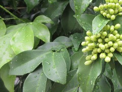 Angiospermae