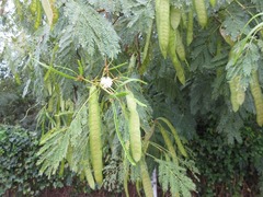 Leucaena leucocephala