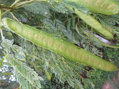 Leucaena leucocephala