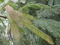 Leucaena leucocephala