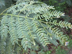 Leucaena leucocephala