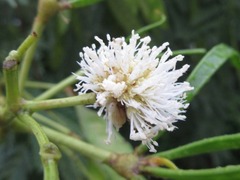 Leucaena leucocephala
