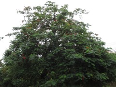 Delonix regia