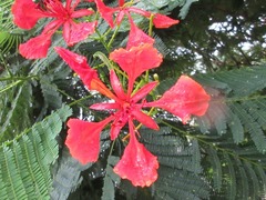 Delonix regia