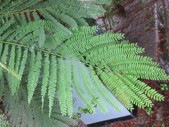 Delonix regia