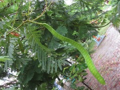 Delonix regia