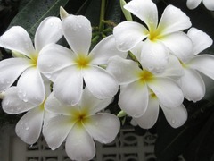 Plumeria
