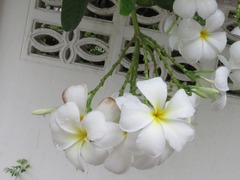 Plumeria