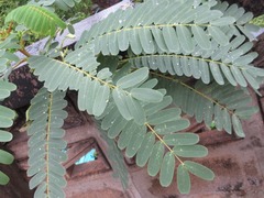 Sesbania grandiflora