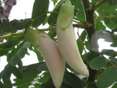 Sesbania grandiflora