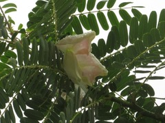 Sesbania grandiflora