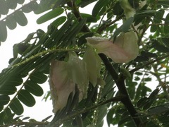 Sesbania grandiflora