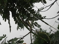 Sesbania grandiflora