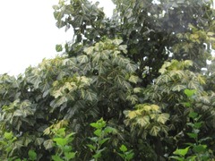 Magnoliopsida