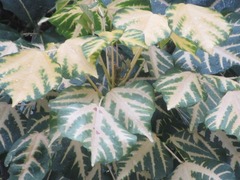 Magnoliopsida
