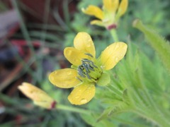 Brassicales