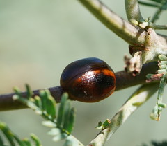 Dicranosterna immaculata
