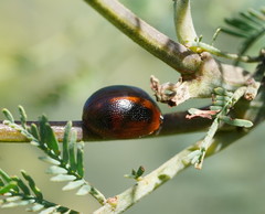 Dicranosterna immaculata